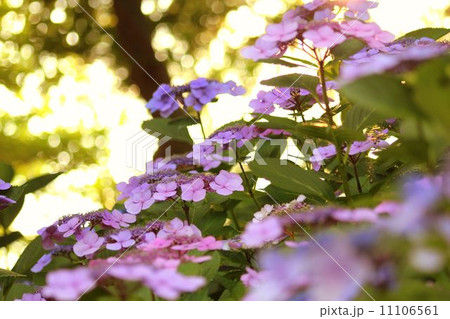 夕暮れの紫陽花 夕暮れの紫陽花 11106561