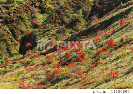 志賀高原山田峠のナナカマド紅葉 11106690