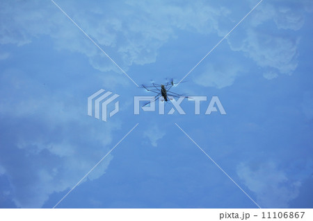 アメンボ 11106867