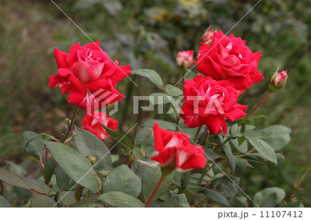 光彩 光彩 11107412