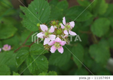 ブラックベリーの花 ブラックベリーの花 11107464