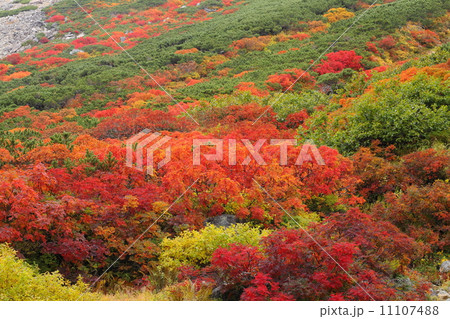 乗鞍岳の紅葉 乗鞍岳の紅葉 11107488