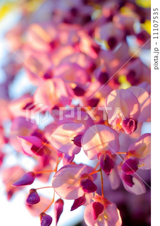 藤の花 Purple Wisteria  藤の花 Purple Wisteria  11107535