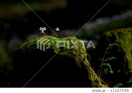 切り株に咲くバイカオウレン 11107549