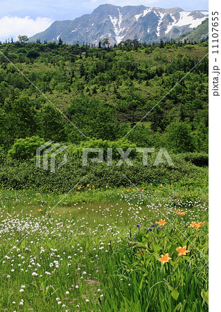 夏の栂池自然園 11107655