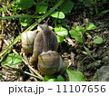Snails in love 11107656