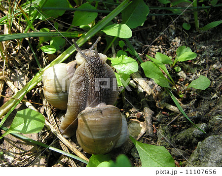 Snails in love 11107656
