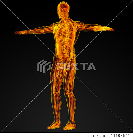 Human anatomy 11107674