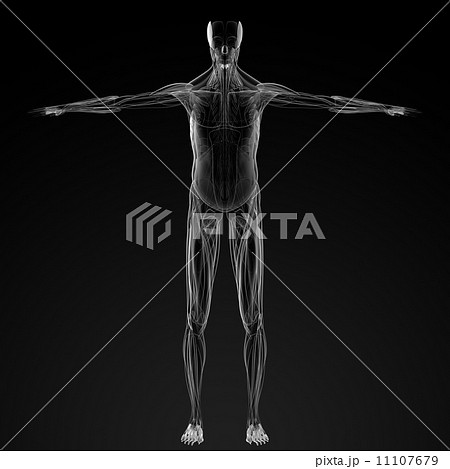 male muscles male muscles 11107679