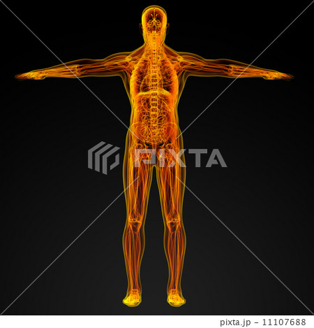 Male anatomy Male anatomy 11107688