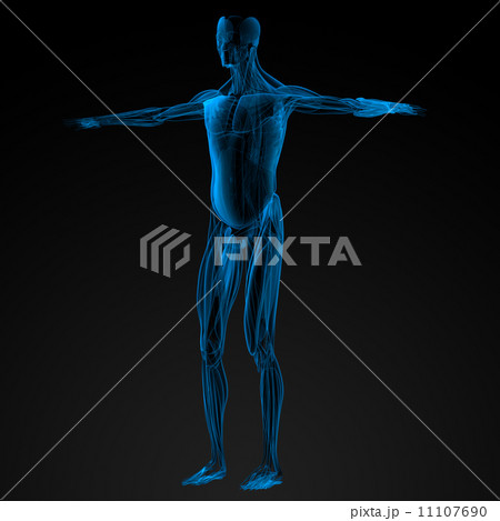 male muscles 11107690