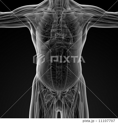 Male anatomy 11107707