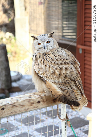 ミミズク ふくろう 猛禽類 シベリアワシミミズク シビリカス ミミズク ふくろう 猛禽類 シベリアワシミミズク シビリカス 11107806