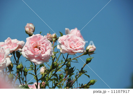 ばら（ホーム＆ガーデン） 11107917