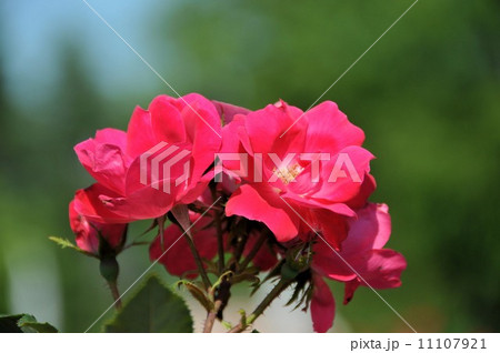 ばら(ノック アウト) ばら(ノック アウト) 11107921