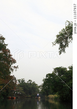 柳川 川下り 柳 柳川 川下り 柳 11107937