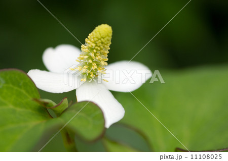 ドクダミ。 11108025