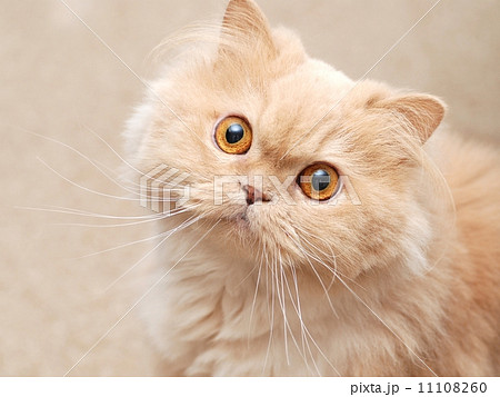 Persian cat 11108260