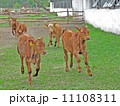 Calves 11108311