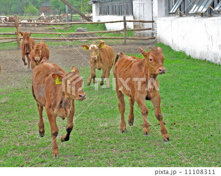Calves 11108311