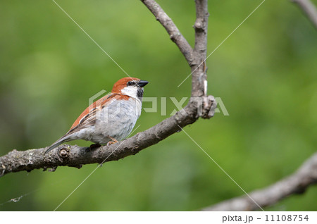 ニュウナイスズメ 11108754