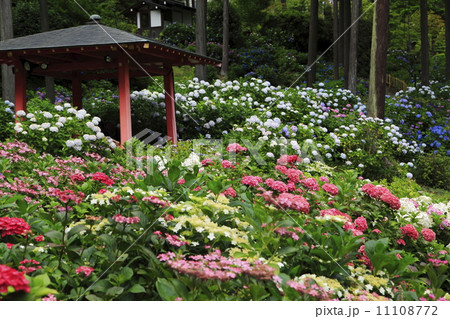 アジサイ園 アジサイ園 11108772