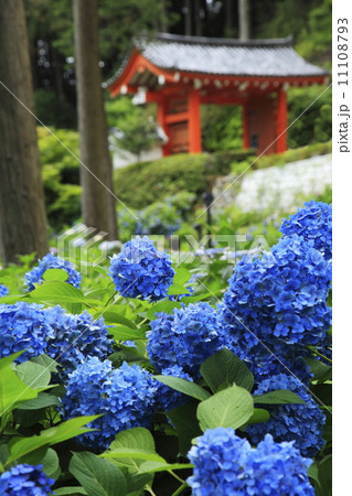 紫陽花と三室戸寺山門 11108793