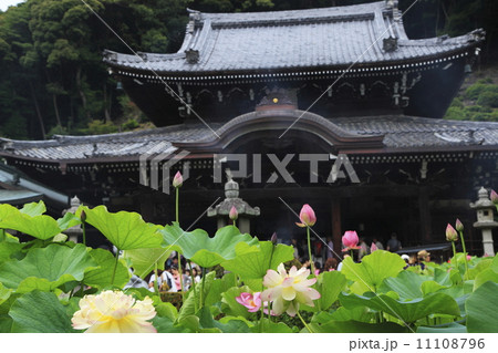 蓮の花と三室戸寺本堂 11108796