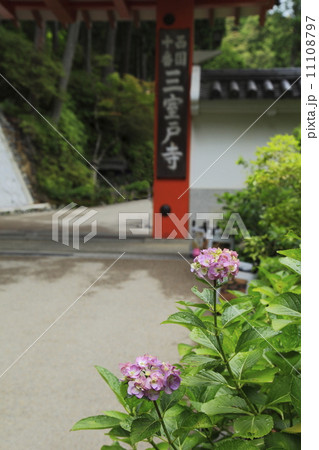 参道の紫陽花 11108797
