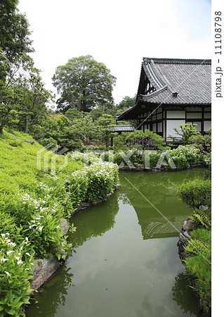 半夏生の池 半夏生の池 11108798