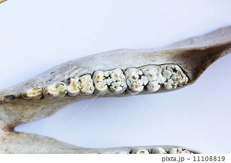 猪の下顎骨と歯の写真素材 [11108819] - PIXTA