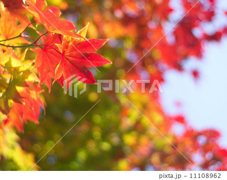 カエデの紅葉グラデーション カエデの紅葉グラデーション 11108962