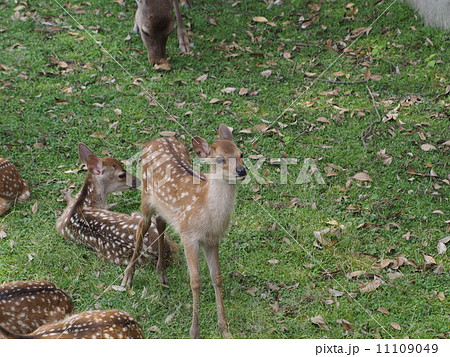 鹿苑 小鹿公開 鹿苑 小鹿公開 11109049