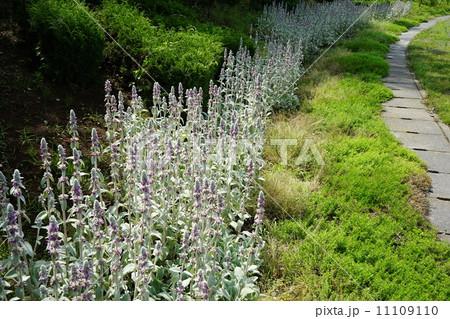 ６月花　ラムズイヤー・シソ科07スタキス・ビザンチナ 11109110