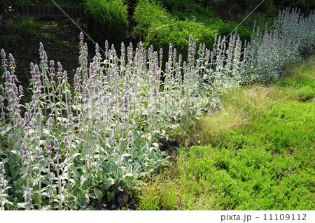 ６月花 ラムズイヤー シソ科05スタキス ビザンチナの写真素材