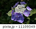 紫陽花 11109349