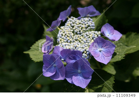 紫陽花 紫陽花 11109349