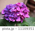 紫陽花 11109351
