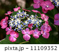 額紫陽花 11109352