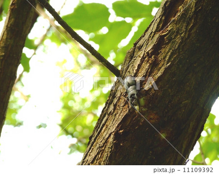 ノコギリクワガタの雄 ( 2014年 愛知県名古屋市 ) 11109392