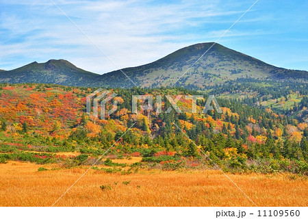 秋の彩り八甲田山 11109560