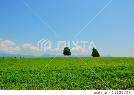 美瑛の丘の２本のポプラ 11109738