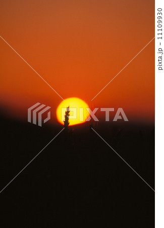夕日 11109930