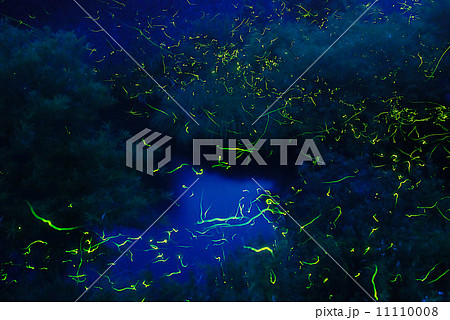 ゲンジ蛍 11110008