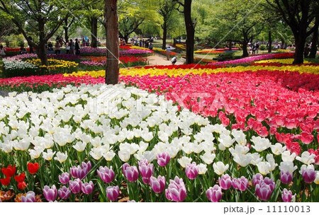 昭和記念公園のチューリップ 11110013