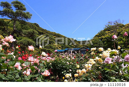 鎌倉文学館と薔薇 11110016