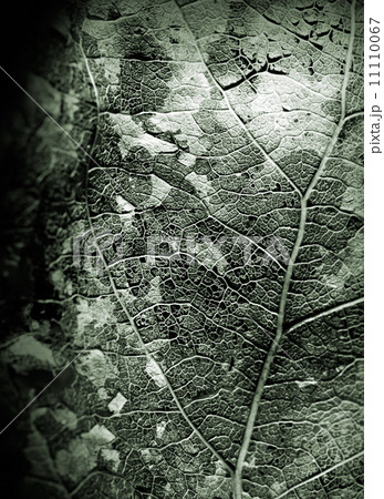 Dead leaf monochrome closeup detailed texture 11110067