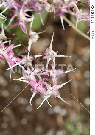 イカリソウ 11110138