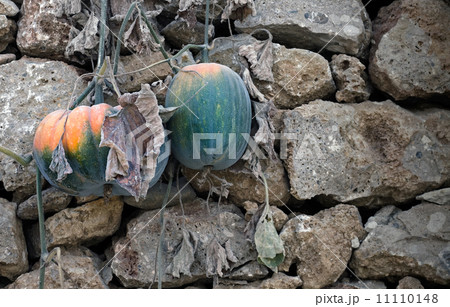 Growing Pumpkins on the Wall 11110148