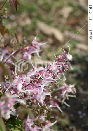 イカリソウ 11110163